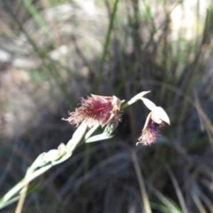 Calochilus platychilus at Point 73 - 7 Nov 2016