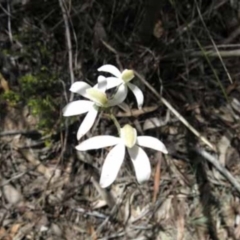 Caladenia moschata (Musky Caps) at Point 73 - 7 Nov 2016 by MichaelMulvaney