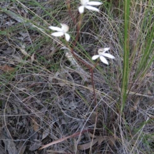 Caladenia moschata at Point 73 - suppressed