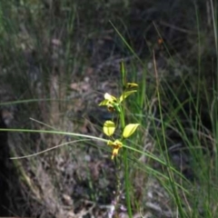 Diuris sulphurea (Tiger Orchid) at Point 73 - 6 Nov 2016 by MichaelMulvaney