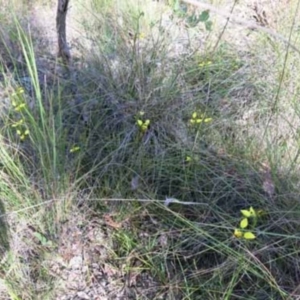 Diuris sulphurea at Point 73 - suppressed