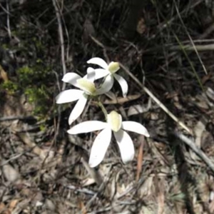 Caladenia moschata at Point 5813 - suppressed