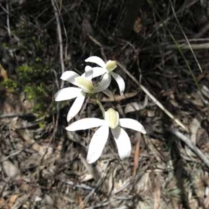 Caladenia moschata at Point 4376 - suppressed