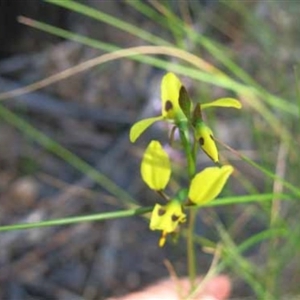 Diuris sulphurea at Point 4376 - suppressed