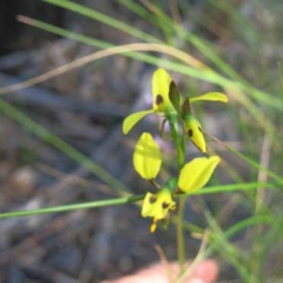 Diuris sulphurea (Tiger Orchid) at Point 4376 - 7 Nov 2016 by MichaelMulvaney