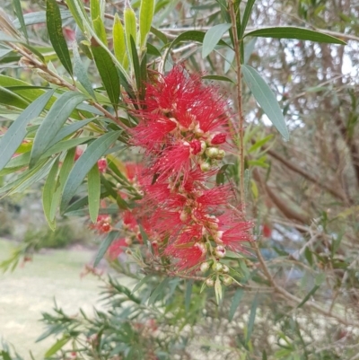 Callistemon sp. (A Bottlebrush) at Tura Beach, NSW - 9 Nov 2016 by mstevenson