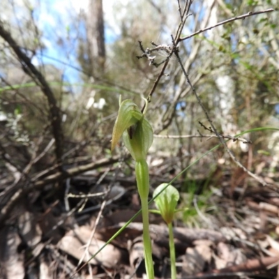 Pterostylis nutans (Nodding Greenhood) - 1 Jan 1900 by ArcherCallaway