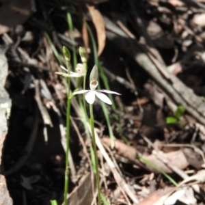 Caladenia carnea at Burrinjuck, NSW - suppressed