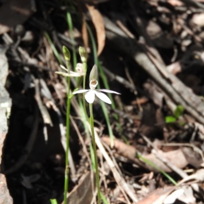 Caladenia carnea (Pink Fingers) at Burrinjuck, NSW - 28 Sep 2016 by RyuCallaway