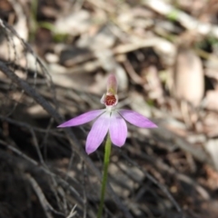 Caladenia carnea (Pink Fingers) at Burrinjuck, NSW - 28 Sep 2016 by RyuCallaway