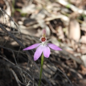 Caladenia carnea at Burrinjuck, NSW - suppressed
