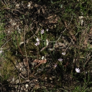 Caladenia carnea at Burrinjuck, NSW - 28 Sep 2016