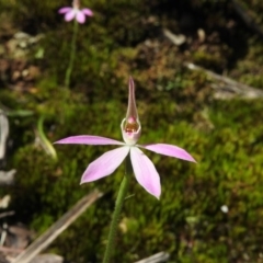 Caladenia carnea at Burrinjuck, NSW - 28 Sep 2016