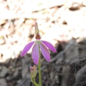 Caladenia carnea at Burrinjuck, NSW - suppressed