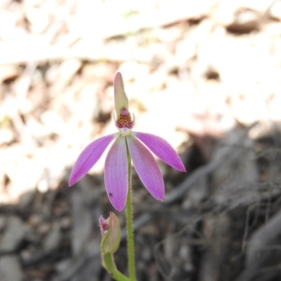 Caladenia carnea (Pink Fingers) at Burrinjuck, NSW - 28 Sep 2016 by RyuCallaway