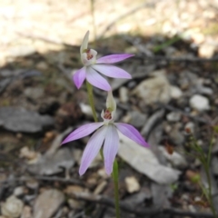 Caladenia carnea (Pink Fingers) at Burrinjuck, NSW - 28 Sep 2016 by RyuCallaway