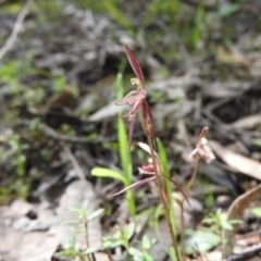 Cyrtostylis reniformis (Common Gnat Orchid) by ArcherCallaway