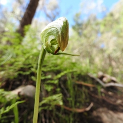 Pterostylis nutans (Nodding Greenhood) at Burrinjuck, NSW - 28 Sep 2016 by RyuCallaway