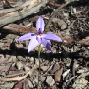 Glossodia major at Burrinjuck, NSW - 28 Sep 2016