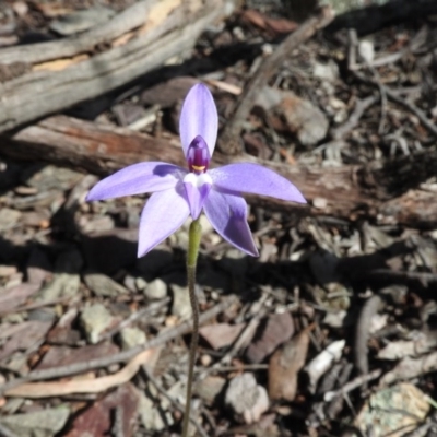 Glossodia major (Wax Lip Orchid) - 1 Jan 1900 by ArcherCallaway