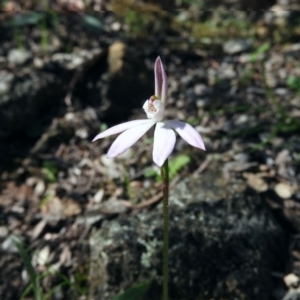 Caladenia carnea at Burrinjuck, NSW - 28 Sep 2016