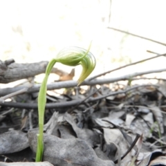Pterostylis nutans (Nodding Greenhood) - 1 Jan 1900 by ArcherCallaway