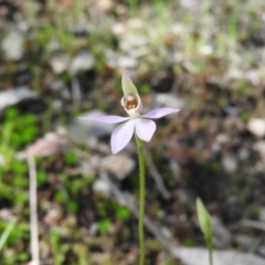 Caladenia carnea (Pink Fingers) at Burrinjuck, NSW - 28 Sep 2016 by RyuCallaway