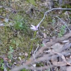 Glossodia major (Wax Lip Orchid) - 1 Jan 1900 by ArcherCallaway