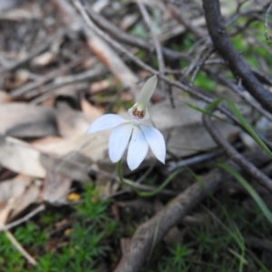 Caladenia carnea at Burrinjuck, NSW - 28 Sep 2016