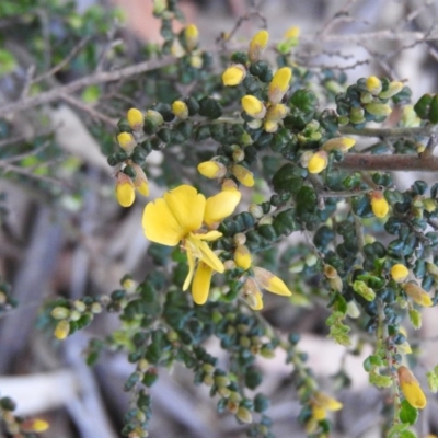 Bossiaea foliosa (Leafy Bossiaea) at Burrinjuck Nature Reserve - 28 Sep 2016 by ArcherCallaway
