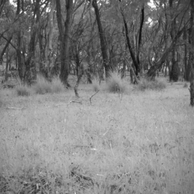 Wallabia bicolor (Swamp Wallaby) at Gungahlin, ACT - 8 Nov 2016 by MulligansFlat1