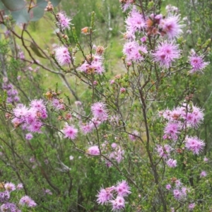 Kunzea parvifolia at Kambah, ACT - 9 Nov 2016