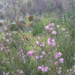 Kunzea parvifolia at Kambah, ACT - 9 Nov 2016