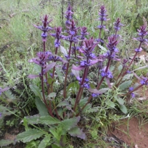 Ajuga australis at Majura, ACT - 9 Nov 2016 08:41 AM