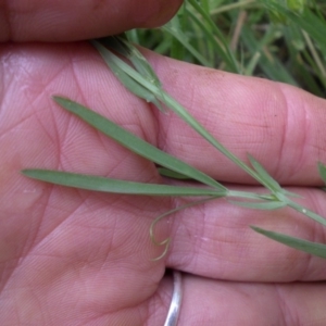 Lathyrus angulatus at Campbell, ACT - 9 Nov 2016