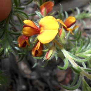 Pultenaea procumbens at Majura, ACT - 9 Nov 2016 01:42 PM