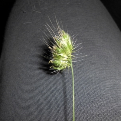 Cynosurus echinatus (Rough Dog's Tail Grass) at Majura, ACT - 9 Nov 2016 by SilkeSma