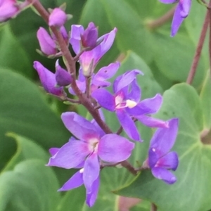 Veronica perfoliata at Googong, NSW - 9 Nov 2016