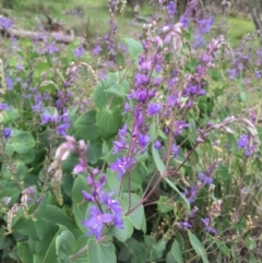 Veronica perfoliata at Googong, NSW - 9 Nov 2016 09:29 PM