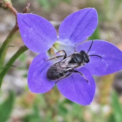 Lasioglossum (Chilalictus) lanarium (Halictid bee) at Wandiyali-Environa Conservation Area - 9 Nov 2016 by Wandiyali
