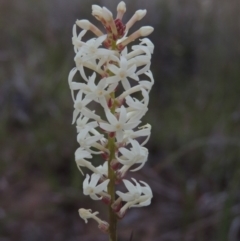 Stackhousia monogyna (Creamy Candles) at Pine Island to Point Hut - 28 Oct 2016 by MichaelBedingfield