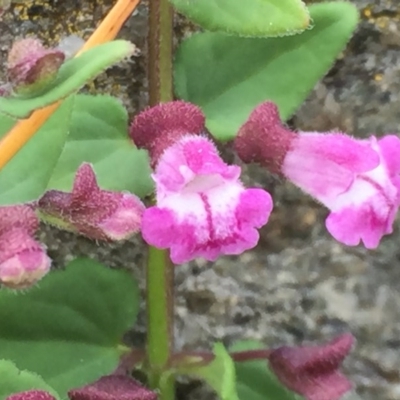 Scutellaria humilis (Dwarf Skullcap) at Wandiyali-Environa Conservation Area - 9 Nov 2016 by Wandiyali