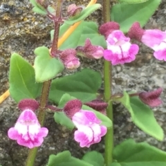 Scutellaria humilis at Googong, NSW - 9 Nov 2016