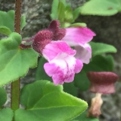 Scutellaria humilis at Googong, NSW - 9 Nov 2016