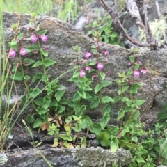 Scutellaria humilis at Googong, NSW - 9 Nov 2016