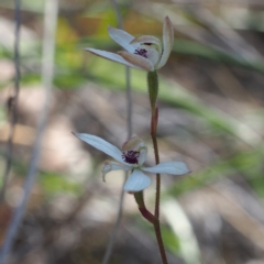 Caladenia cucullata (Lemon Caps) at Point 5805 - 7 Nov 2016 by David