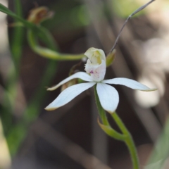 Caladenia moschata (Musky Caps) at Point 5805 - 7 Nov 2016 by David