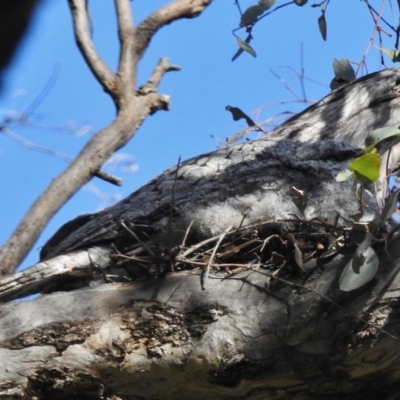 Podargus strigoides (Tawny Frogmouth) at Kenny, ACT - 5 Nov 2016 by JohnBundock