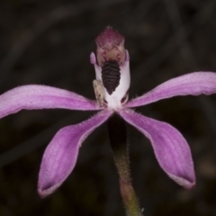 Caladenia congesta (Pink Caps) at Acton, ACT - 8 Nov 2016 by DerekC