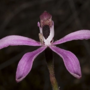 Caladenia congesta at Acton, ACT - suppressed